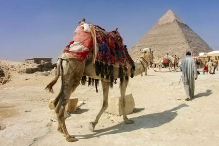 Egypt - Khafra's Pyramid with camel of Giza, Cairoの写真素材