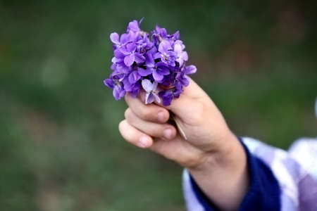 tuft violets in child's handsの写真素材