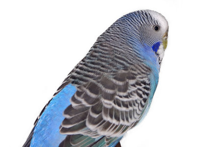 blue budgie on white background - small home pet