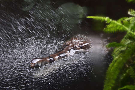 Crocodile in water with spraying by waterの写真素材
