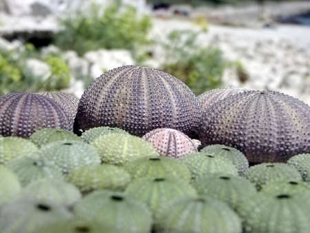 urchin on very nice beach in Croatiaの写真素材