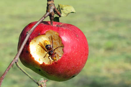 hornet eat apple - farming evil-doerの写真素材