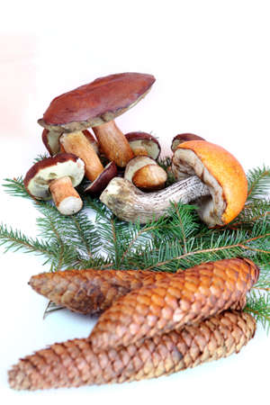 mushrooms with cones and branch on white backgroundsの写真素材