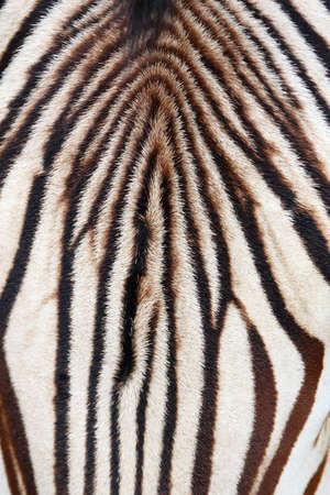 close-up head zebraの写真素材
