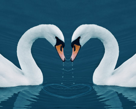 Two swans with drops in the Calm Morning Lake - Valentine image with heartの写真素材
