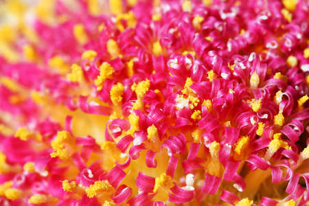 gerbera - big macro shot centre flowerの写真素材