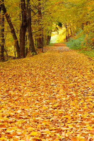golden autumn in forest with wayの写真素材