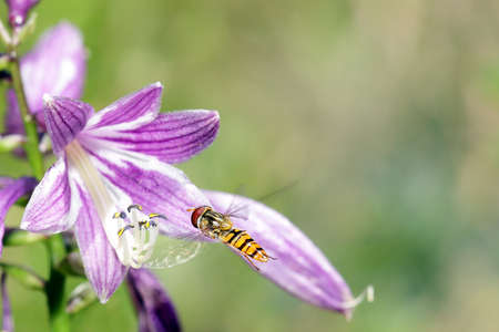 flying small wasp on blossom bell with blurred backgroundの写真素材