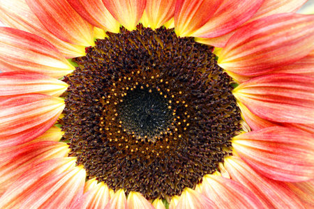 close-up blooming red-yellow sunflower