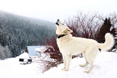 one white howling dog on mountains in winterの写真素材