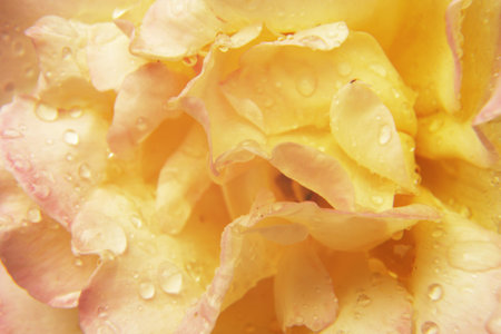 abstract background - yellow rose with water dropsの写真素材