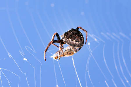 spider with cross with fly caught in net with blue skyの写真素材