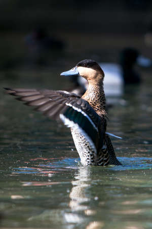 wild duck start to fly on the pondの写真素材