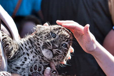 baptism young leopard cub in ZOO - detail with hand and cub leopardの写真素材