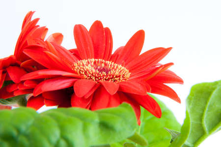 beautiful gerbera flower isolated on whiteの写真素材