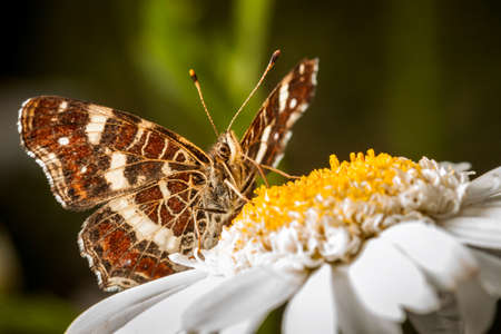 Brown Butterfly on a Marguerite - Great Banded Grayling (Brintesia circe)の写真素材