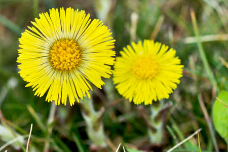 Coltsfoot Medical First Flower on Spring - Latin Name Tussilago Farfaraの写真素材