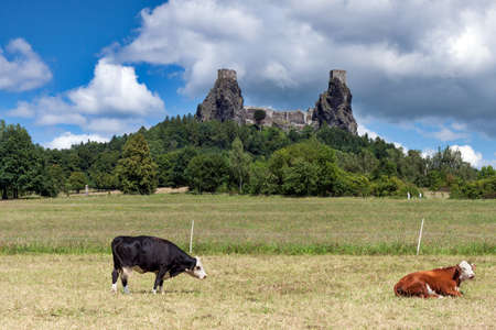 Czech Republic - stronghold Trosky in Cesky raj (Czech paradise) with cowsの写真素材