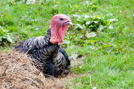 turkey sitting at the haystackの写真素材