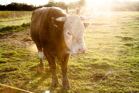 Cow in pasture and sunsetの写真素材