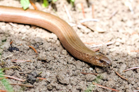 Slow worm (Anguis colchica) from Czech Republic.の写真素材