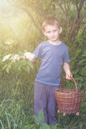 Czech Republic - collecting elder blossom flower - boy with full herbs flower basketの写真素材