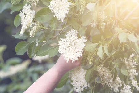 ?esk? republika - sb?r?n? elder blossom flower  -detail women hand with flowerの写真素材