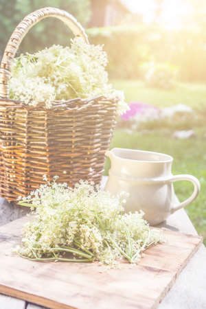 Elder blossom flower in a basket in the garden - herbs to prepare syrup with an old white jug and with sun raysの写真素材
