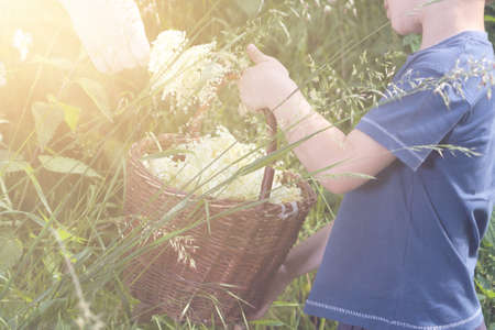 Czech Republic - collecting elder blossom flower - boy with full herbs flower basketの写真素材