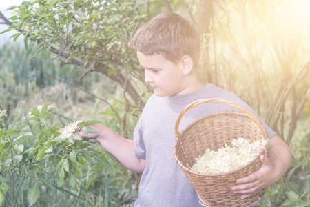 Czech Republic - collecting elder blossom flower - boy with full herbs flower basketの写真素材