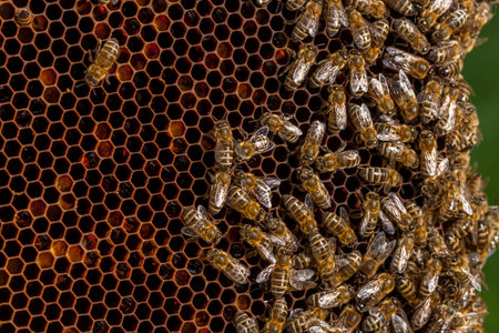 Queen bee - Beekeeping in the Czech Republic - honey bee, details of hive, honeycombs and bees,...
