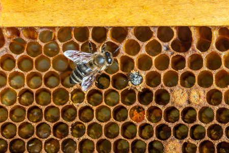 Queen bee - Beekeeping in the Czech Republic - honey bee, details of hive, honeycombs and bees, macro shotの写真素材