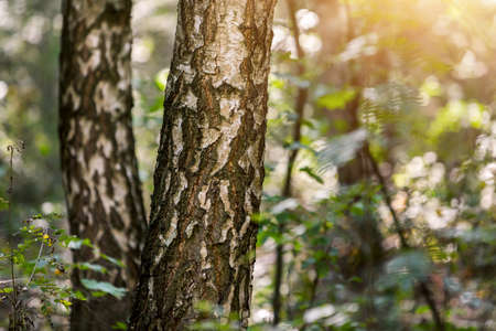 Sun rays in autumn city park - Czech Republic, Pardubice - A group of birch treesの写真素材