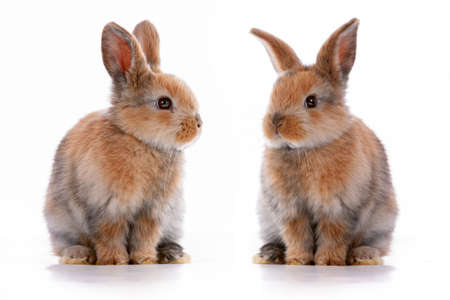 Cute dwarf rabbit with Easter motif on a white background.の写真素材