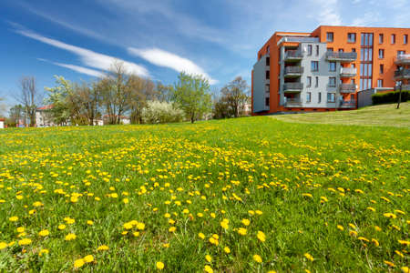 Yellow dandelions in the sun against a city houses. Pardubiceの写真素材