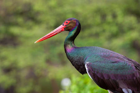 side face portrait of a rainbow colored black stork a blurry green background, Czech Republicの写真素材