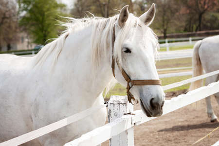 Old Kladruby white horse in Czech Republicの写真素材