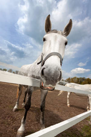 Old Kladruby white horse in Czech Republicの写真素材
