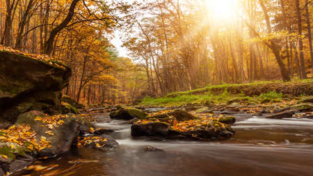 Autumn forest river creek view. Creek in autumn forest sunset. Autumn water in forest.の写真素材