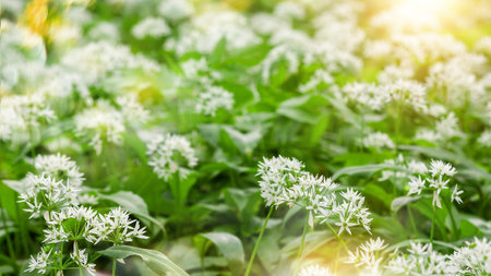 Wild garlic carpet in forest ready to harvest. Ramsons or bears garlic growing in forest in spring....