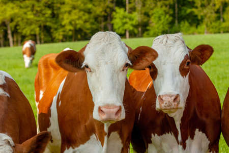 grazing white-brown cows on a green pasture - domestic animal - Czech Republicの写真素材