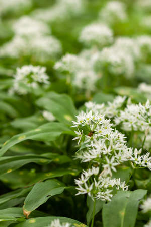 Wild garlic carpet in forest ready to harvest. Ramsons or bear's garlic growing in forest in spring. Allium ursinum. Czech Republicの写真素材