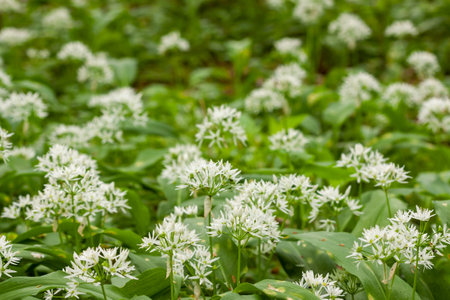 Wild garlic carpet in forest ready to harvest. Ramsons or bear's garlic growing in forest in spring. Allium ursinum. Czech Republicの写真素材