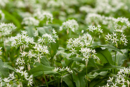 Wild garlic carpet in forest ready to harvest. Ramsons or bear's garlic growing in forest in spring. Allium ursinum. Czech Republicの写真素材