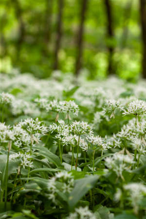 Wild garlic carpet in forest ready to harvest. Ramsons or bears garlic growing in forest in spring. Allium ursinum.の写真素材