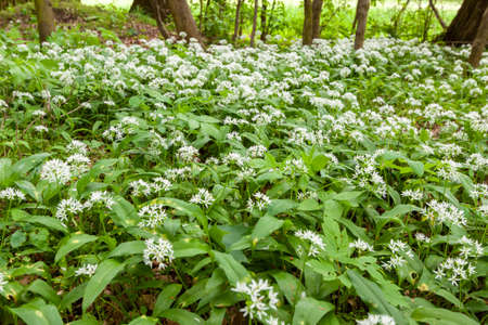 Wild garlic carpet in forest ready to harvest. Ramsons or bears garlic growing in forest in spring. Allium ursinum.の写真素材