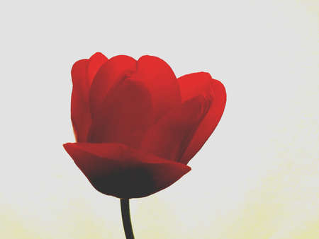 Tulipの素材