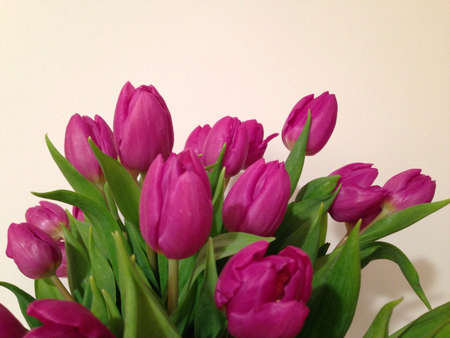 Tulipsの素材