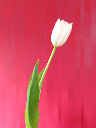 Tulipの素材
