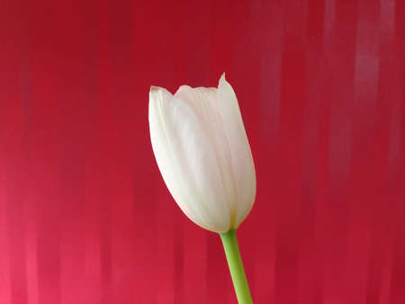 Tulipの素材